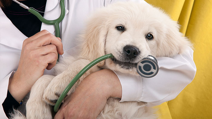 Tierarztkosten werden häufig vergessen | Krankenversicherung für Hund: Wichtiger Schutz für Vierbeiner 