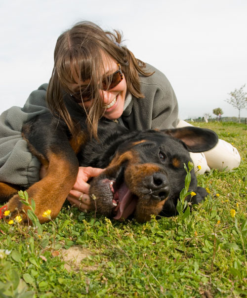 Beitragsberechnung bei der Hundekrankenversicherung | Krankenversicherung für Hund: Wichtiger Schutz für Vierbeiner 