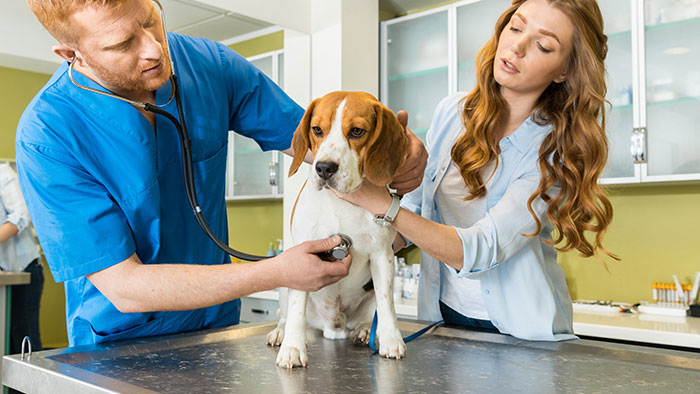 Typische Leistungen der Hundekrankenversicherung | Krankenversicherung für Hund: Wichtiger Schutz für Vierbeiner 