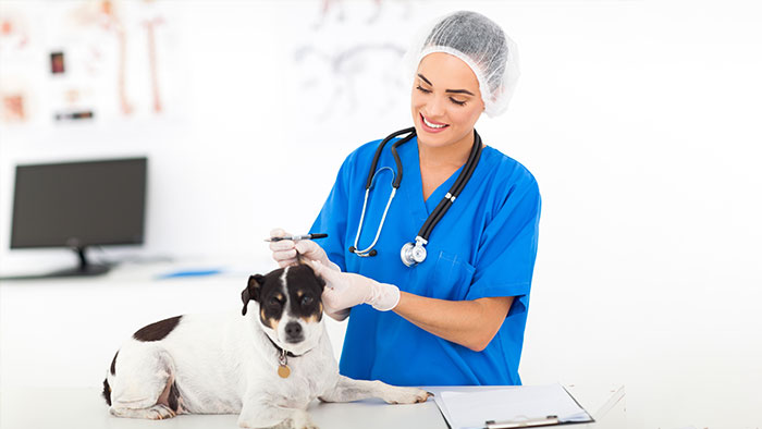 Optionale Leistungen zur Erweiterung des Versicherungsschutzes | Krankenversicherung für Hund: Wichtiger Schutz für Vierbeiner 