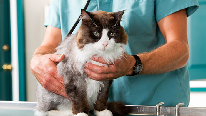 Wenn die medizinische Versorgung notwendig wird… | Krankenversicherungen für Katzen