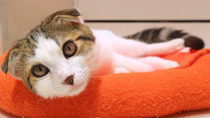 Lohnt sich eine Krankenversicherung Katzen immer? | Krankenversicherungen für Katzen