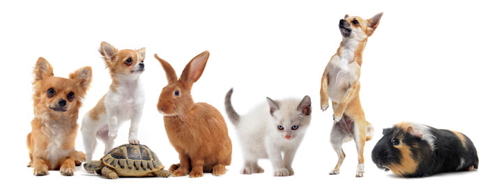 Gibt es auch Versicherungen für Kleintiere? | Krankenversicherungen für Tiere