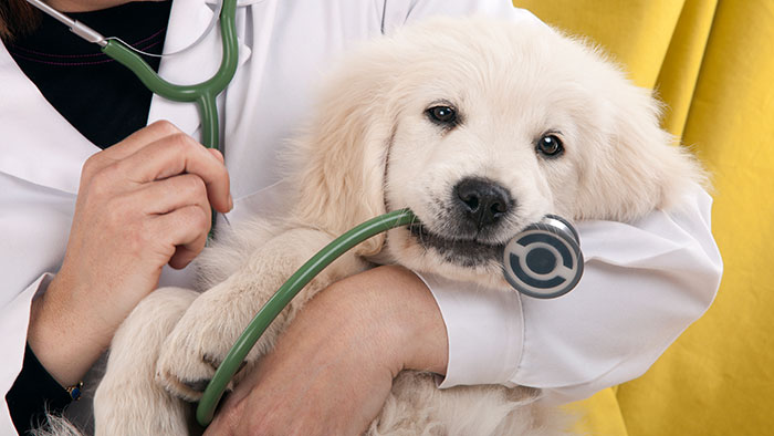 Die Kranken- und OP-Versicherung | Krankenversicherungen für Tiere