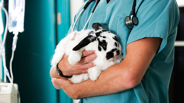 Diese Leistungen sind bei der Tier-Krankenversicherung wichtig | Krankenversicherungen für Tiere